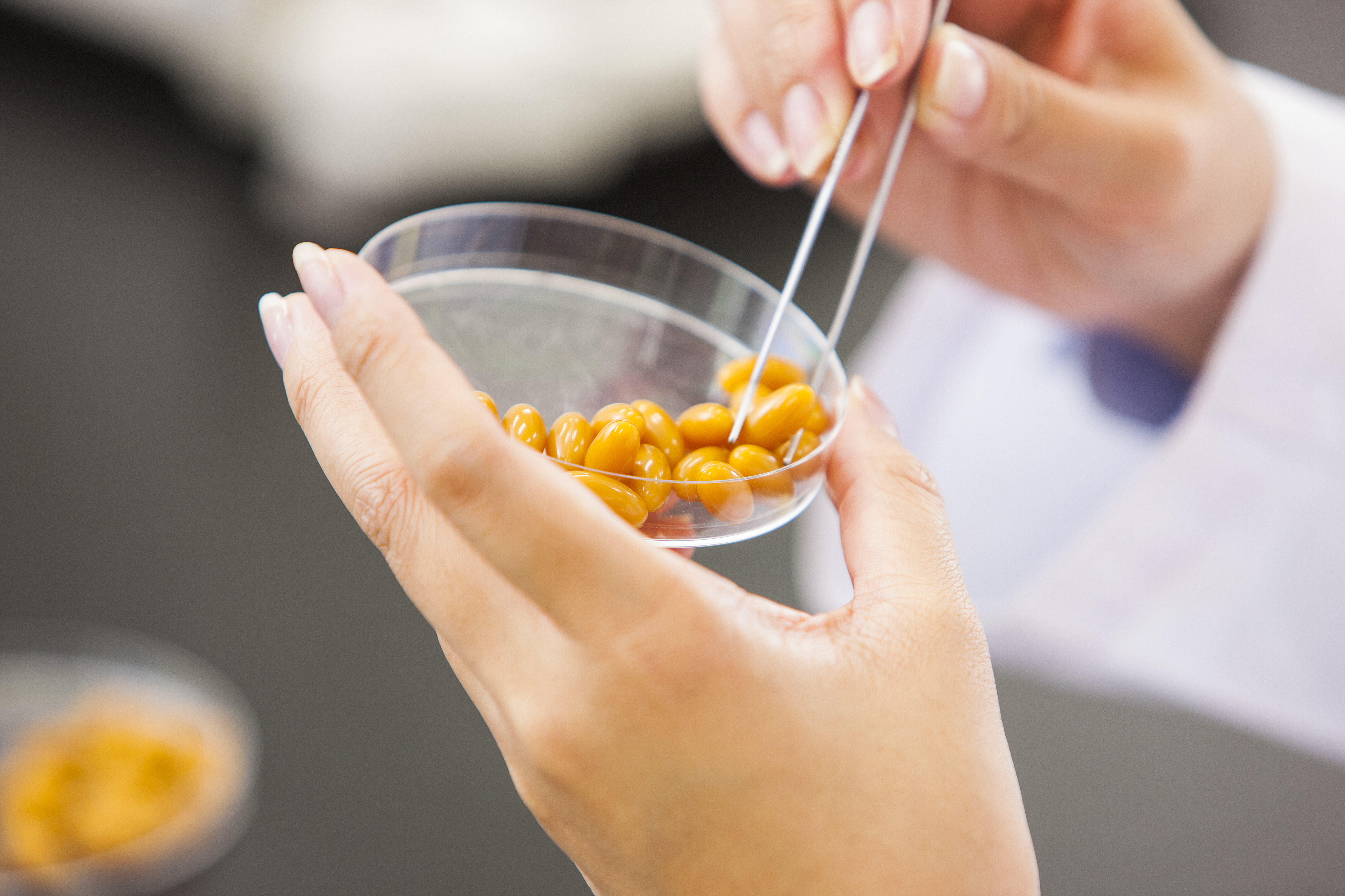 新鮮な有精卵黄